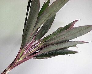 t hZi C Ԍn(R[fBCRȂǁj5{ ؉   ԍ