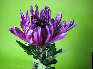 ؂ ẻ ֋e MN AJ sNi t[GFȂǁj5{ ؉   ԍ