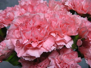 ؂ J[l[V sNtZXR n 5{ ؉   ԍ