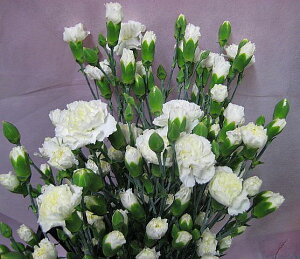 ؂ Xv[J[l[V Vn 5{ ؉   ԍ SPJ[l[V SJ[l