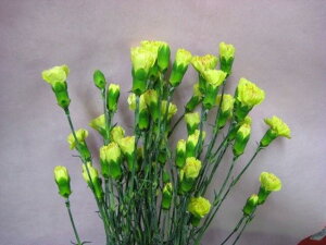 ؂ Xv[J[l[VO[n 5{ ؉   ԍ SPJ[l[V SJ[l