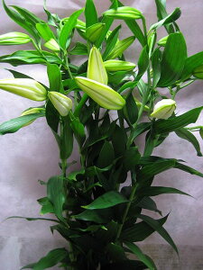 ؂ Sij̏ JTuJ ؂ t[ Diȏ 5{ ؉   [