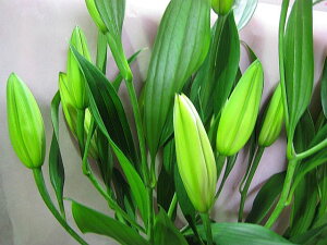 ؂ S   HB nCubh VxAȂ 5{  ؉   ԍ 