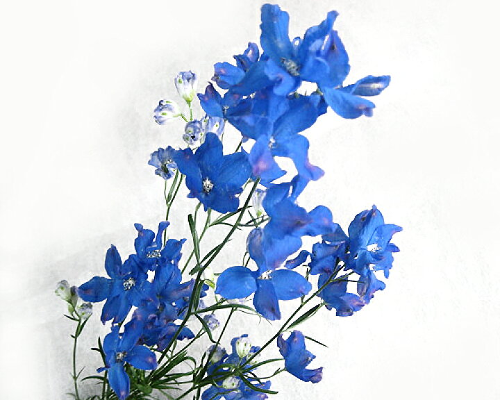楽天市場 デルフィニウム グランブルーなど 5本 切花 生け花 花材 プリティ マーメイド