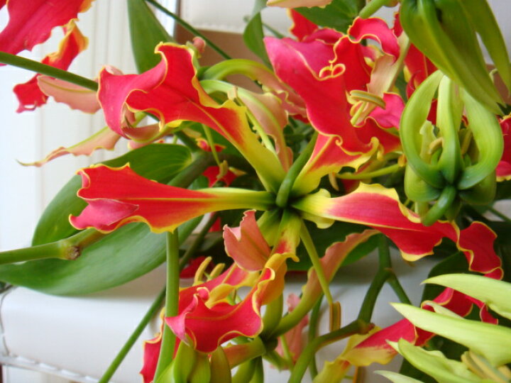 楽天市場 グロリオサ サザンウィンド 5本 切花 切り花 生け花 花材 送料無料 プリティ マーメイド