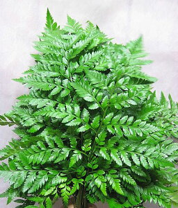 t nm U[t@ 5{ ؉   ԍ