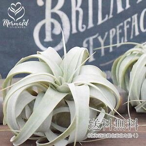 観葉植物 エアプランツ キセログラフィカの通販 価格比較 価格 Com