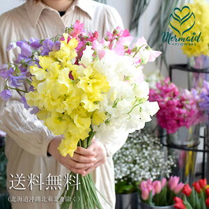 プレゼントギフトフラワー送別退職香りスイートピーの花束お好きな2色でラッピング付き送料無料