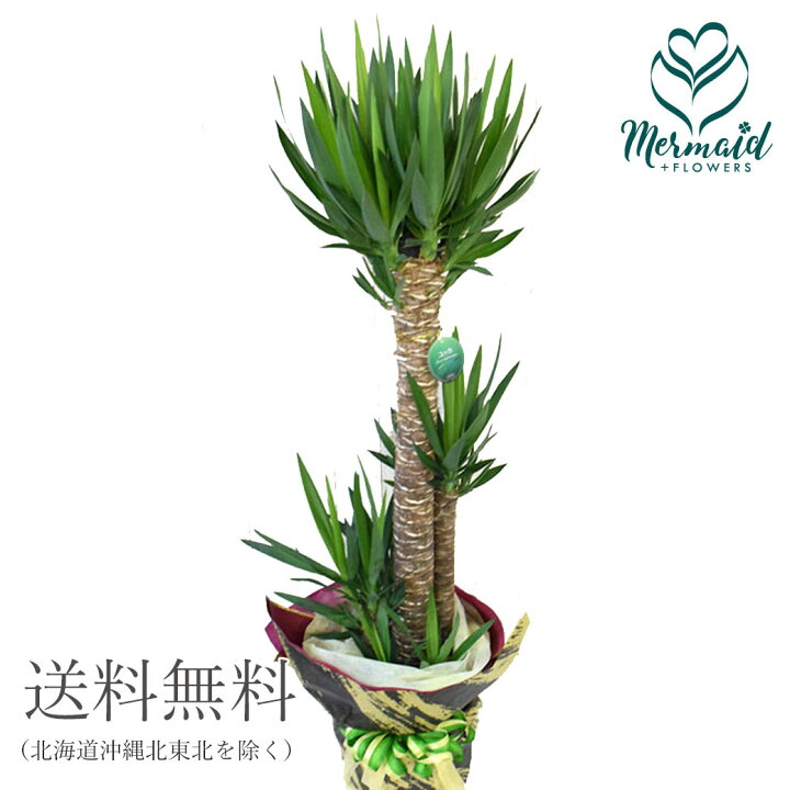 楽天市場 大型便配送 観葉植物 インテリア 大型 ユッカ 開店祝い 新築祝い ギフト プレゼント 西海岸 男前 ジオメトリック ホームリー 送料無料 ギフト プレゼントプレゼント 誕生日 結婚記念日 結婚 祝い プリティ マーメイド