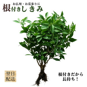 ���i�摜