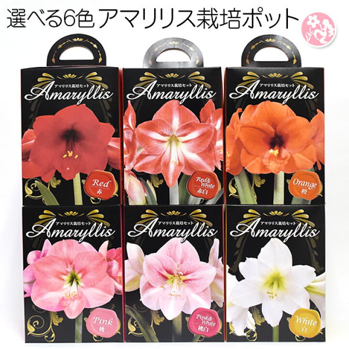 楽天市場 アマリリスポット 同梱ok 花 誕生日 祝い プレゼント ギフト ギフト プレゼント 21 鉢 球根 プリティ マーメイド 楽天市場 アマリリスポット 同梱ok 花 誕生日 祝い プレゼント ギフト ギフト プレゼント 21 鉢 球根 プリティ マーメイド