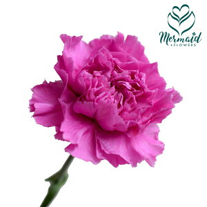 ؂ J[l[V TL Z 5{ ؉   ԍ