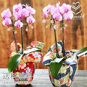 新築祝い 花の人気商品 通販 価格比較 価格 Com