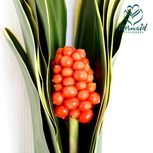 ؂ Ig N  t 1g ؉    t10E1