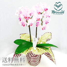 楽天市場 お供え 初盆 鉢花 花 観葉植物 花 ガーデン Diyの通販