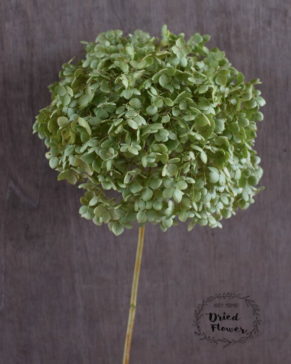 楽天市場 玄関 花 ドライフラワー リース スワッグ アナベル アジサイ 紫陽花 ナチュラル インテリア インテリア雑貨 プリティ マーメイド