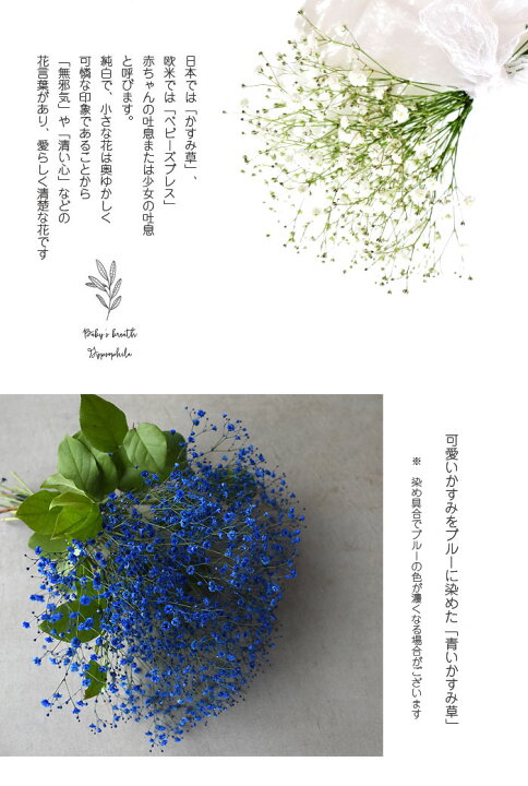 楽天市場 かすみ草 カスミソウ 花束 花 誕生日 結婚 ウエディング ホワイトデー 卒業 祝い プレゼント 結婚祝い お礼 花束 青いかすみ草 青 ブルー 生花 ドライフラワーにも 送料無料 母の日 プリティ マーメイド