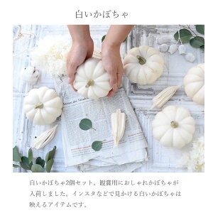 かぼちゃ白色カスペリータなど2個切花生け花花材ハロウィンディスプレイ
