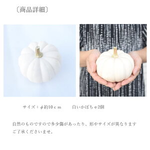 かぼちゃ白色カスペリータなど2個切花生け花花材ハロウィンディスプレイ
