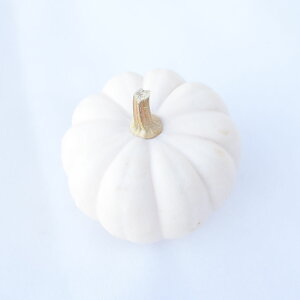 かぼちゃ白色カスペリータなど2個切花生け花花材ハロウィンディスプレイ