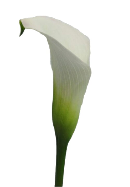 公式ストア 切り花 生花 切花 デルフィニウム グランブルーなど5本 Swsj Org 公式ストア 切り花 生花 切花 デルフィニウム グランブルーなど5本 Swsj Org