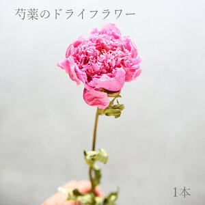 yPihCt[z䉖 sN 1{ IWi hCXbO XbO ԑ hCԑ u[P hCu[P hCt[ ԍ Ǌ|  ΂甄 hCt[ DryFlower