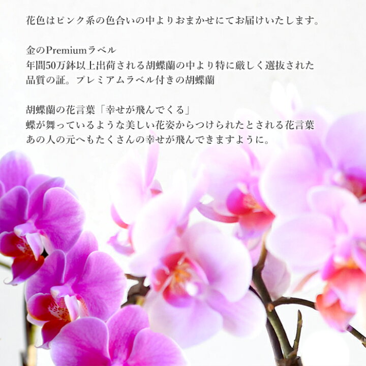 楽天市場 小風呂敷 テーブル胡蝶蘭 蝶蘭 花 誕生日プレゼント 結婚祝い お礼 歓送迎 新築祝い プレゼント コチョウラン ピンク 2本立ち 産地直送 同梱不可商品 ラッピング 送料無料 プリティ マーメイド 楽天市場 小風呂敷 テーブル胡蝶蘭 蝶蘭 花 誕生日プレゼント 結婚祝い お礼 歓送迎 新築祝い プレゼント コチョウラン ピンク 2本立ち 産地直送 同梱不可商品 ラッピング 送料無料 プリティ マーメイド