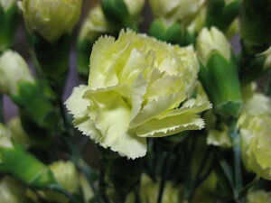 ؂ Xv[J[l[V CG[n 5{ ؉   ԍ SPJ[l[V SJ[l