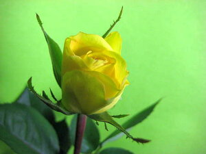 ؂ o LCifJbgȂǁj5{ ؉   ԍ KN ΂