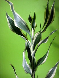 楽天市場 ドラセナ 花束 切花 花 観葉植物 花 ガーデン Diyの通販