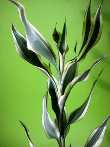 t nm TfA[i 5{ ؉   ԍ