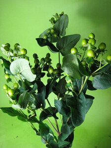 } qyJ O[n 5{ ؉   ԍ