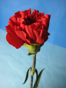 ؂ J[l[V AJn 5{ ؉   ԍ