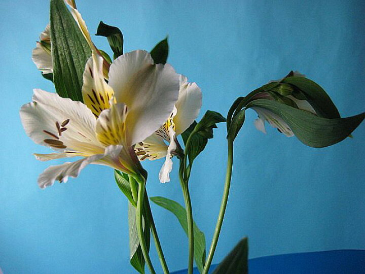 楽天市場 アルストロメリア オルガ白など 5本 切花 生け花 花材 プリティ マーメイド 楽天市場 アルストロメリア オルガ白など 5本 切花 生け花 花材 プリティ マーメイド