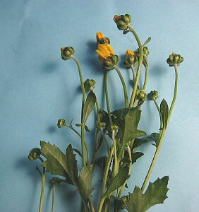 ؂ ẻ e RMN LC FiG߂̉ej5{ ؉   ԍ