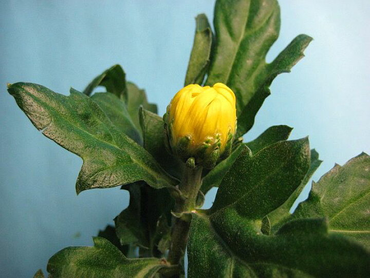 楽天市場 リンギク キイロ 精興の秋など 5本 切花 生け花 花材 プリティ マーメイド