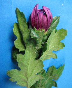 ؂ ẻ ֋e MN AJ sNigȂǁj5{ ؉   ԍ