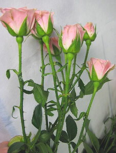 ؂ Xv[~jo sNifBAȂǁj5{ ؉   ԍ KN ΂ SP~jo