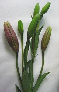 ユリ 切花の人気商品 通販 価格比較 価格 Com