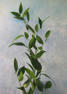 t nm חtXJX 5{ ؉   ԍ