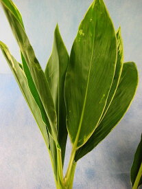 楽天市場 ドラセナ 切花の通販