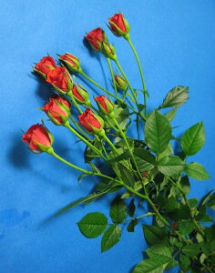 ؂ Xv[~jo AJ ԁig}[xȂǁj5{ ؉   ԍ KN ΂ SP~jo