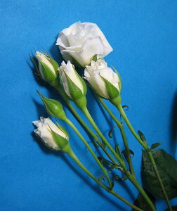 ؂ Xv[~jo V  zCgiSPvZXȂǁj5{ ؉   ԍ KN ΂ SP~jo