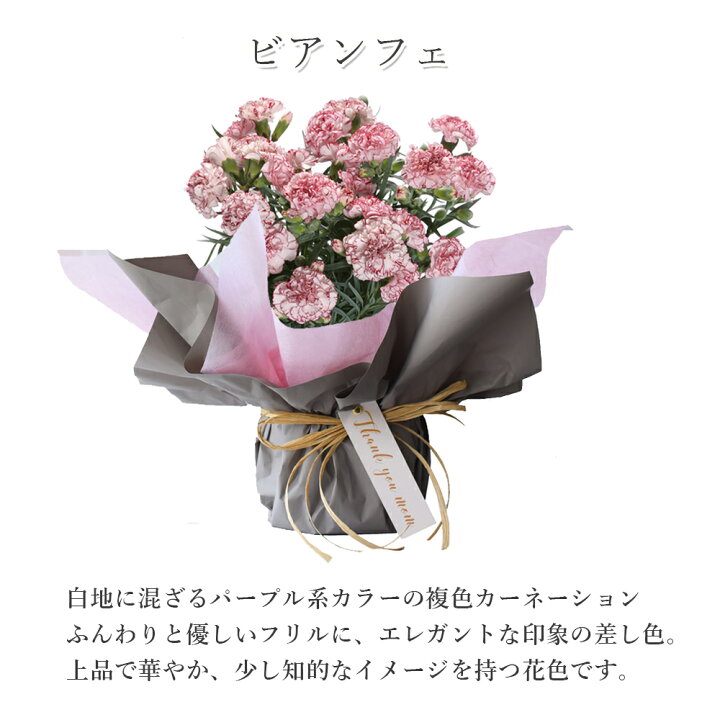楽天市場 母の日 早割 母の日ギフト 母の日 プレゼント カーネーション 鉢植え 鉢 5号 ギフト プレゼント 鉢植え 花 5号カーネ 選べる8色 赤 レッド ピンク メッセージカード付き プリティ マーメイド プリティー 産地直送 プリティ マーメイド
