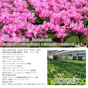 小風呂敷&テーブル胡蝶蘭蝶蘭花誕生日プレゼント結婚祝いお礼歓送迎新築祝いプレゼント小風呂敷&テーブル胡蝶蘭(コチョウラン)ピンク2本立ち【産地直送】【同梱不可商品】ラッピング送料無料