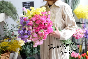 プレゼントギフトフラワー送別退職香りスイートピーの花束お好きな2色でラッピング付き送料無料