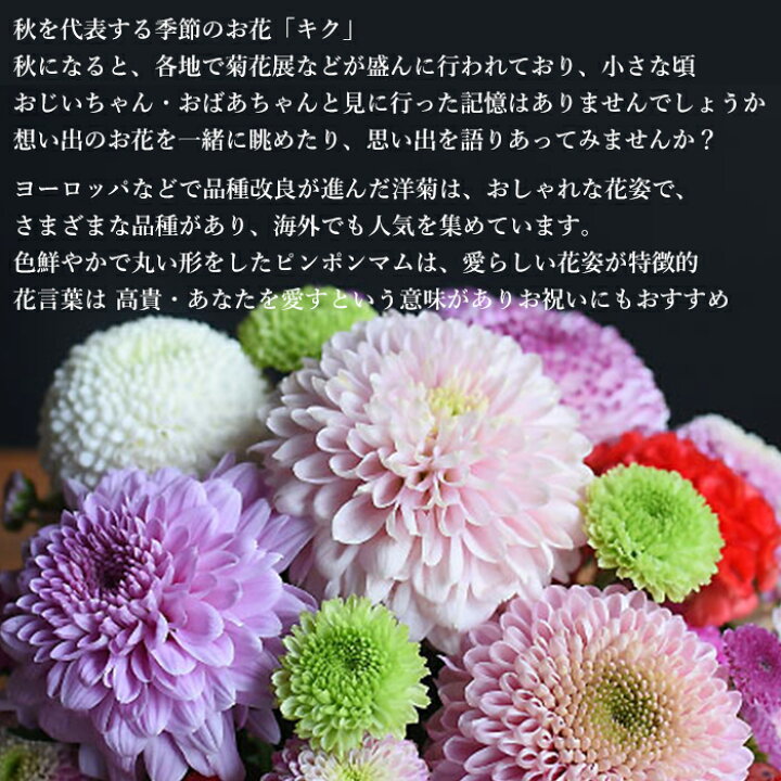 楽天市場 敬老の日 ギフト プレゼント 送料無料 花瓶不要のアレンジメント 和modern 和 モダン ピンポンマム 菊 洋菊 お洒落 和風 カラフル 上品 可愛い 敬老 ギフト 21 美しい アレンジ 生花 ピンク むらさき オレンジ 黄色 プリティ マーメイド