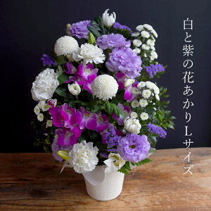    r Ԃ ~ ~ ~ V~ ފ݉ t[  AWg S uԂLTCYv   e    O @v 