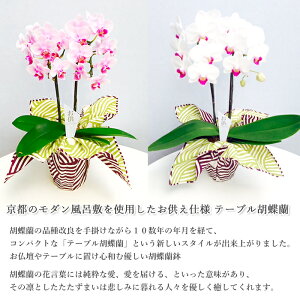 お供えテーブル胡蝶蘭風呂敷包みお供え仕様蝶蘭送料無料【産地直送】【同梱不可商品】お供えお盆盆花初盆お彼岸花命日初七日一周忌三回忌周期法要仏壇お供え