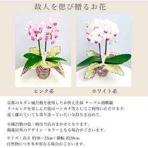 お供えテーブル胡蝶蘭風呂敷包みお供え仕様蝶蘭送料無料【産地直送】【同梱不可商品】お供えお盆盆花初盆お彼岸花命日初七日一周忌三回忌周期法要仏壇お供え